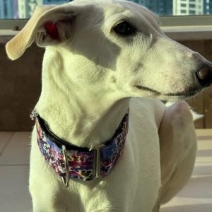 Martingale Dog Collar "Dream On" by Wakakán