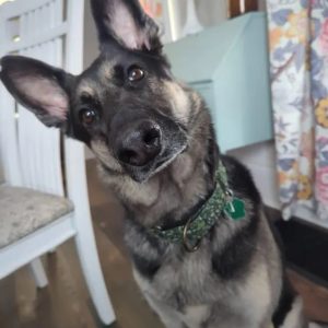 Martingale Dog Collar Green Witch by Wakakán