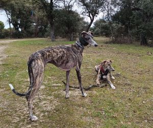 Collar Martingale para Perro: Hipster Green Hecho a Mano en España por Wakakán