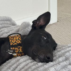 Martingale Dog Collar Van Gogh by Wakakán